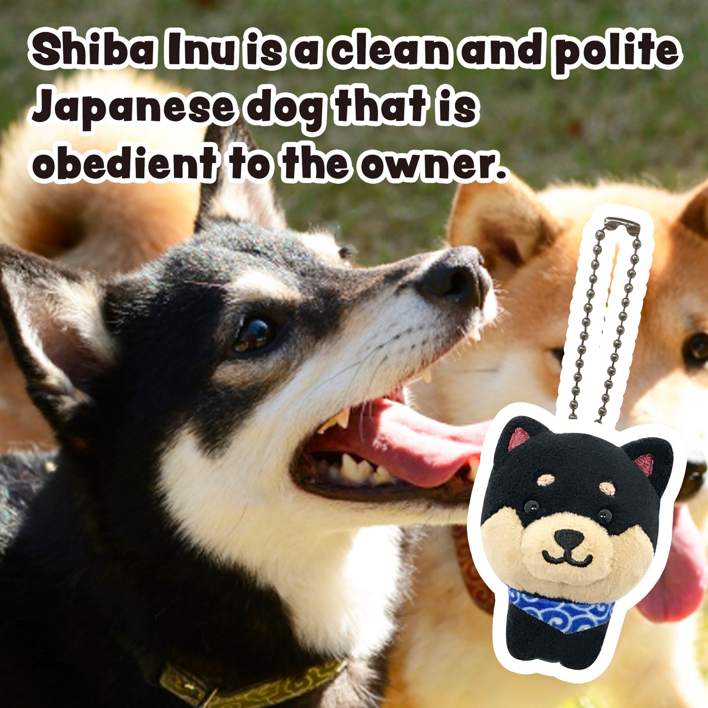 Shiba Inu is a clean and polite Japanese dog that is obedient to the owner. Stuffed dog Mameshiba black keychain