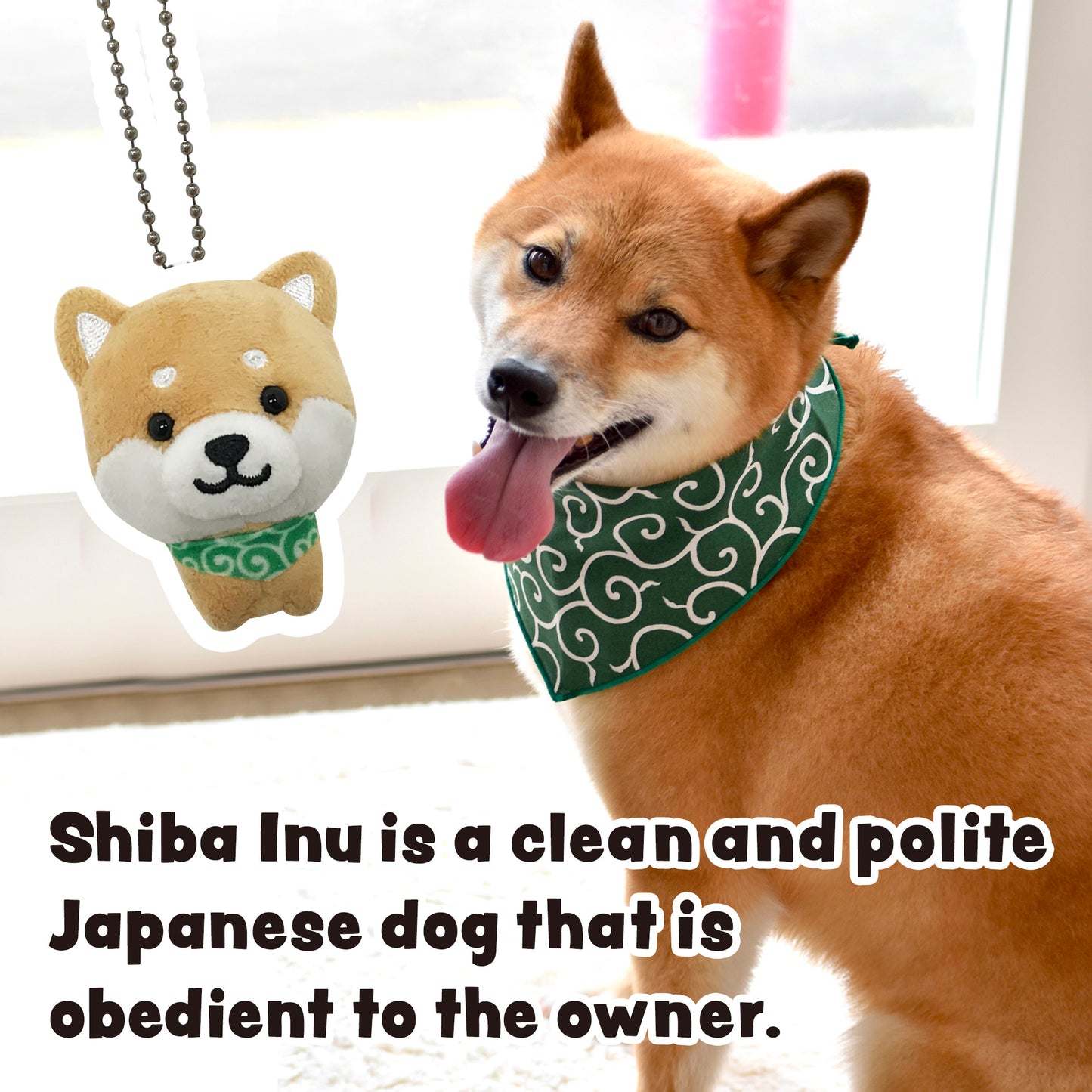 Shiba Inu is a clean and polite Japanese dog that is obedient to the owner. Stuffed dog Mameshiba brown keychain