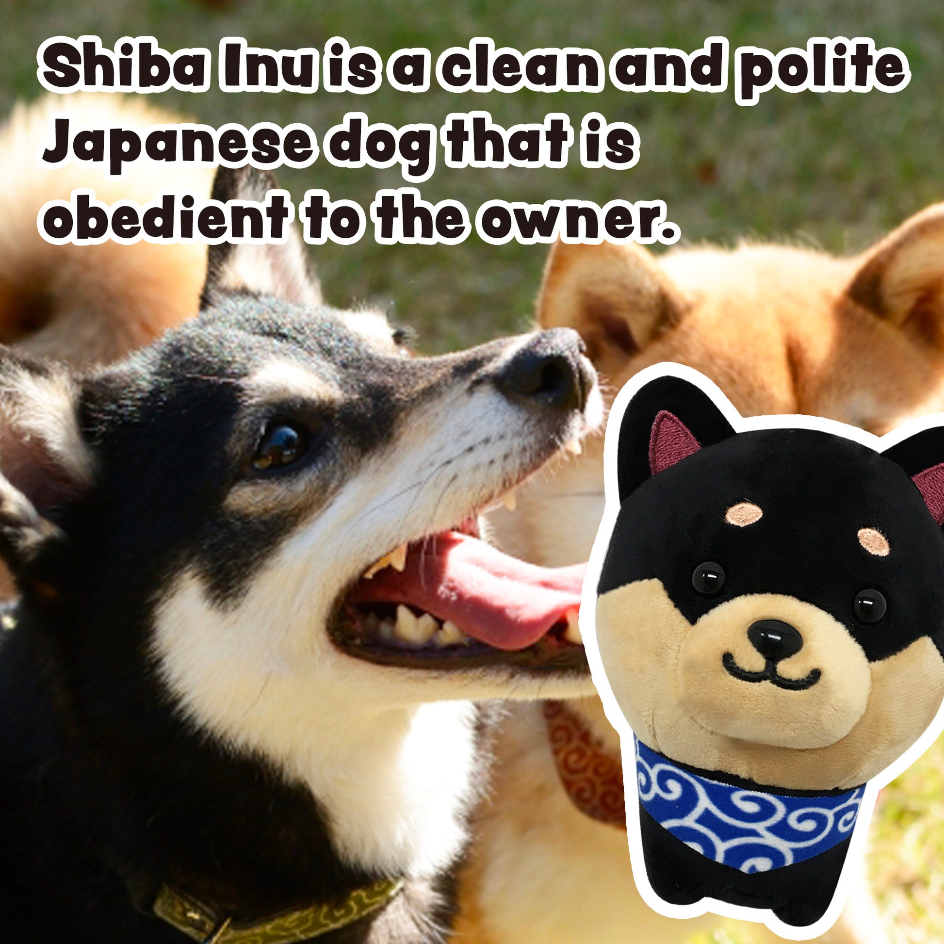Shiba Inu is a clean and polite Japanese dog that is obedient to the owner. Stuffed dog Mameshiba black