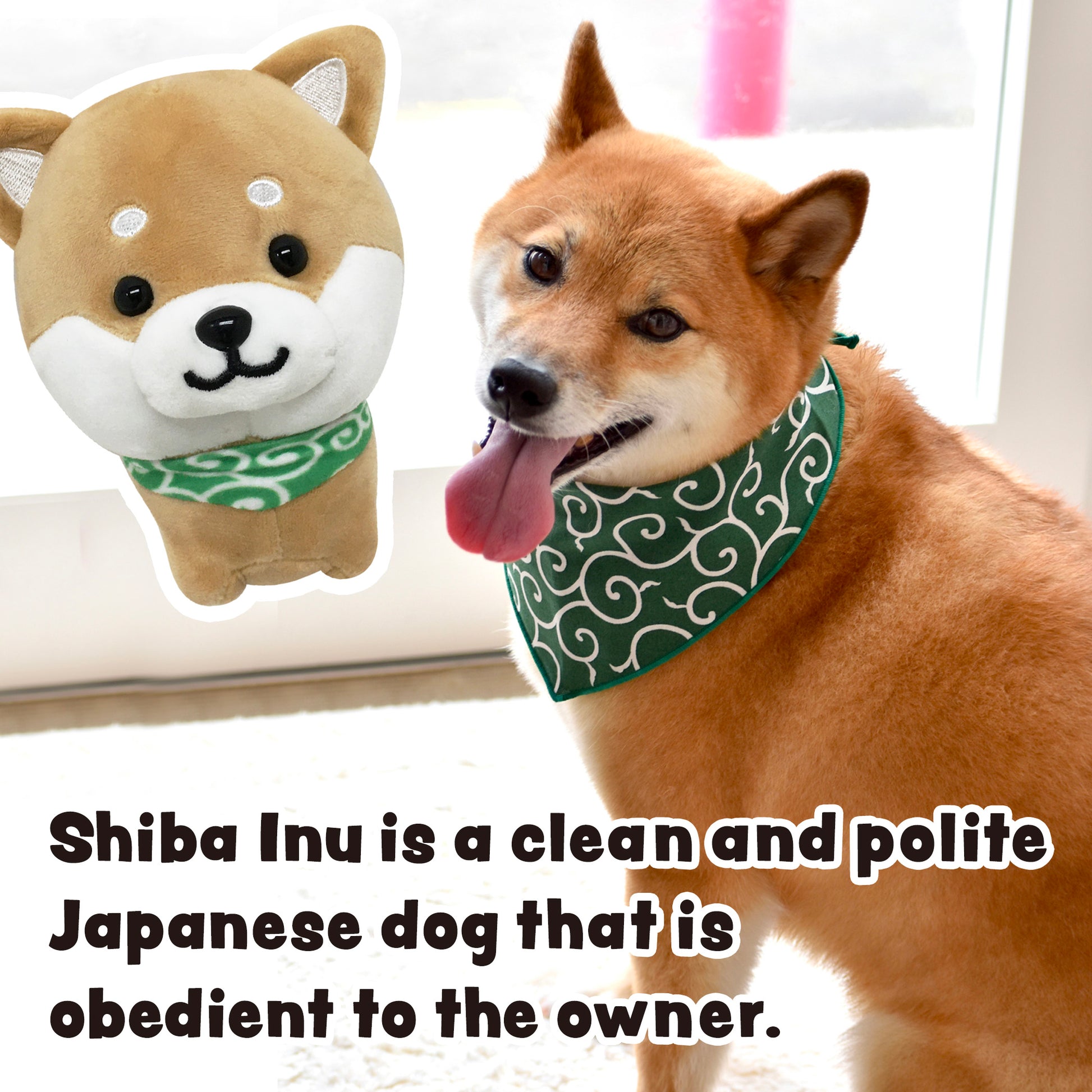 Shiba Inu is a clean and polite Japanese dog that is obedient to the owner. Stuffed dog Mameshiba brown
