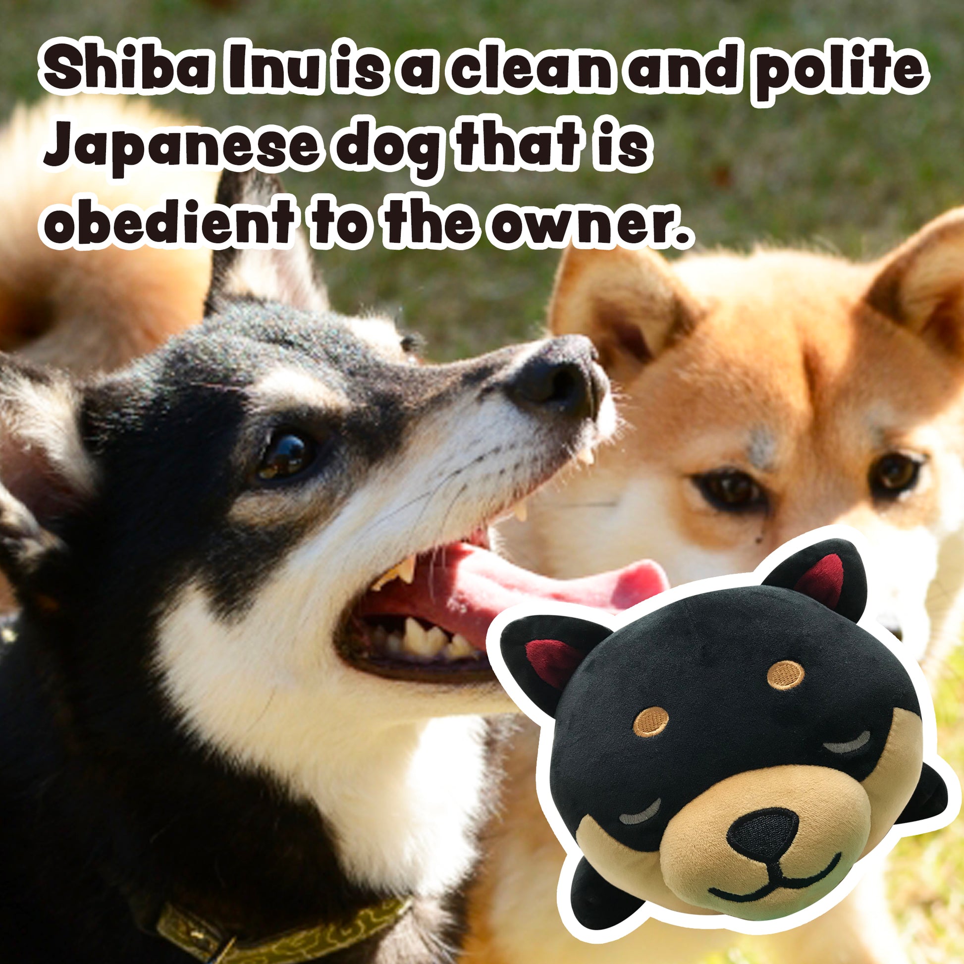 Shiba Inu is a clean and polite Japanese dog that is obedient to the owner. Stuffed dog Mameshiba black pillow