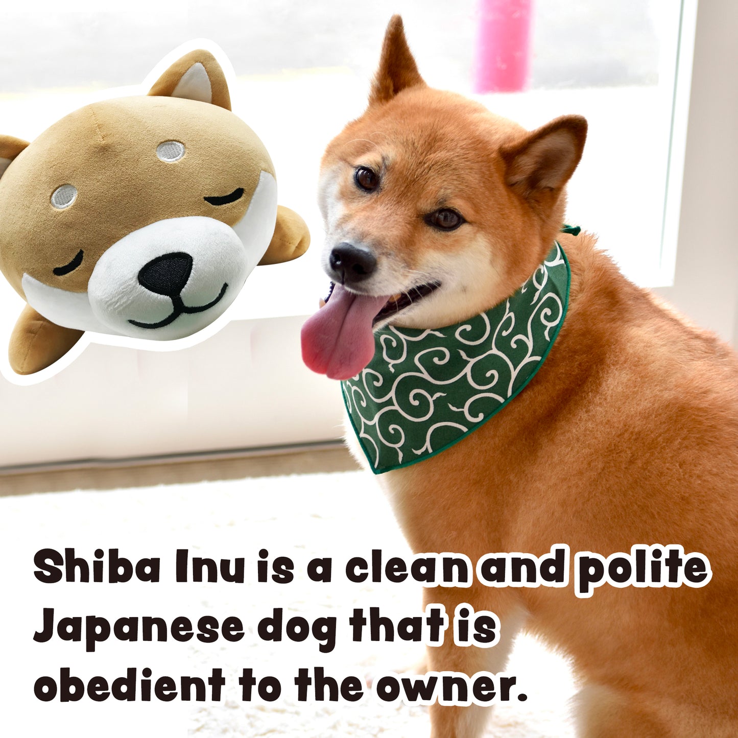 Shiba Inu is a clean and polite Japanese dog that is obedient to the owner. Stuffed dog Mameshiba brown pillow